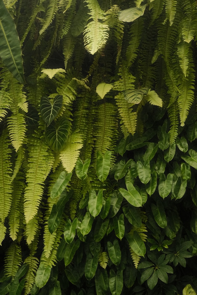 Wallpaper preview